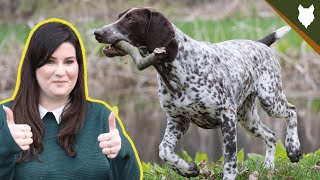 HOW MUCH EXERCISE DOES A GERMAN SHORTHAIRED POINTER NEED?