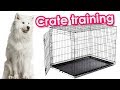 Crate Training Samoyeds