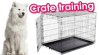 Crate Training Samoyeds by Samoyed Life 41,705 views 5 years ago 4 minutes, 12 seconds