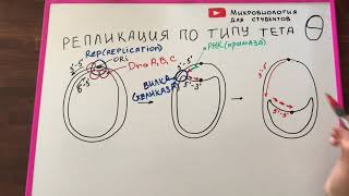 Репликация плазмид. 3 механизма репликации: тип тета, замещение цепи и катящееся кольцо