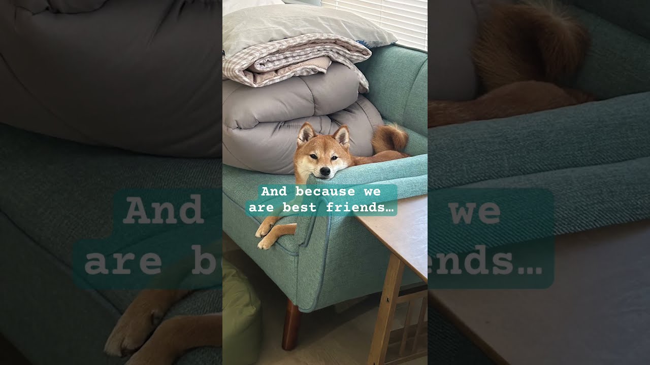 SEND THIS TO YOUR BEST FRIEND Bffs Shibainu