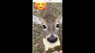 Косуля! Кормлю Косулю! Deer! Feeding A Dear!#Shorts