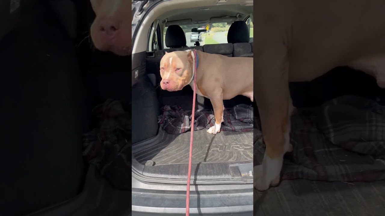 Real Dogs Do Stuff Bossbullys Bossybloodline Puppy Ddk9 Tribully Bhojpuri Reels