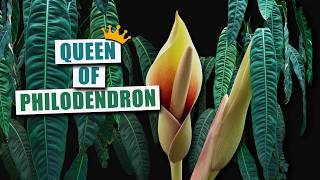 Philodendon patriciae - der coolste Philodendron für's Zimmer | Pflanzen-Portrait