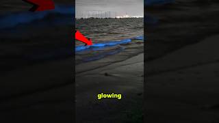 Why Is This Beach Glowing Blue at Night? 🌊✨ #facts #shorts #viral #science #youtubeshorts #ocean
