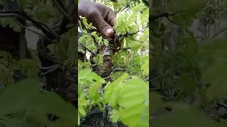 Improving Tree Structure with Crown Repositioning