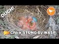 Baby Bird Chick STUNG by WASP!