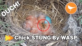 Baby Bird Chick STUNG by WASP!