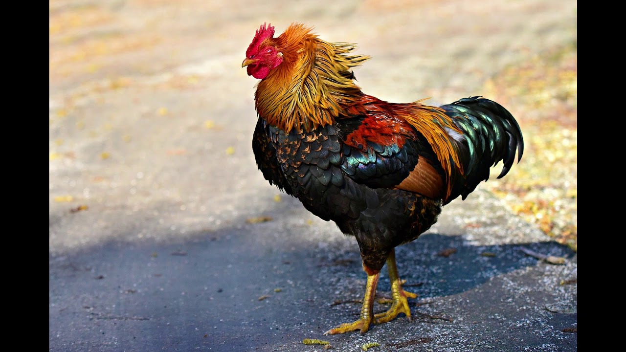 Rooster Crowing