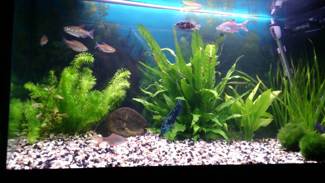 Electric blue jack dempsey cichlid planted tank YouTube