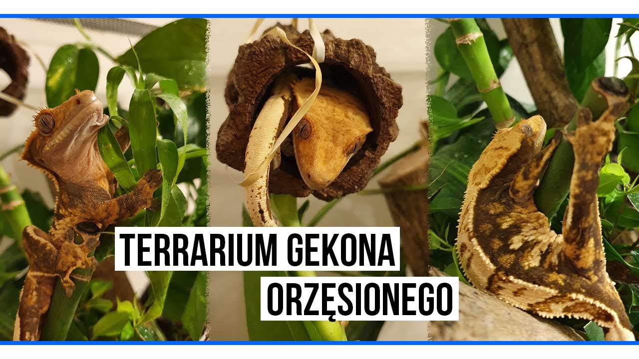 Odnawiamy Terrarium Gekona Orzęsionego 🦎 [1080p] Vlog #3 - YouTube