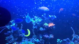 Кормление морских рыб артемией/ Reef fish feeding Кормление морских рыб артемией/ Reef fish feeding