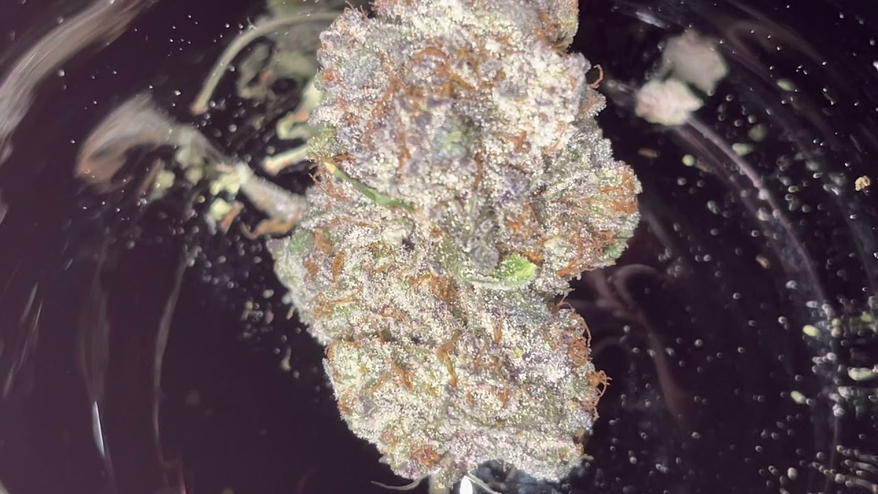 Tropical Triple Cherries cannabis strain review