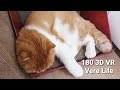 [180 3D VR] Verelife 31 고양이 츄르 ASMR
