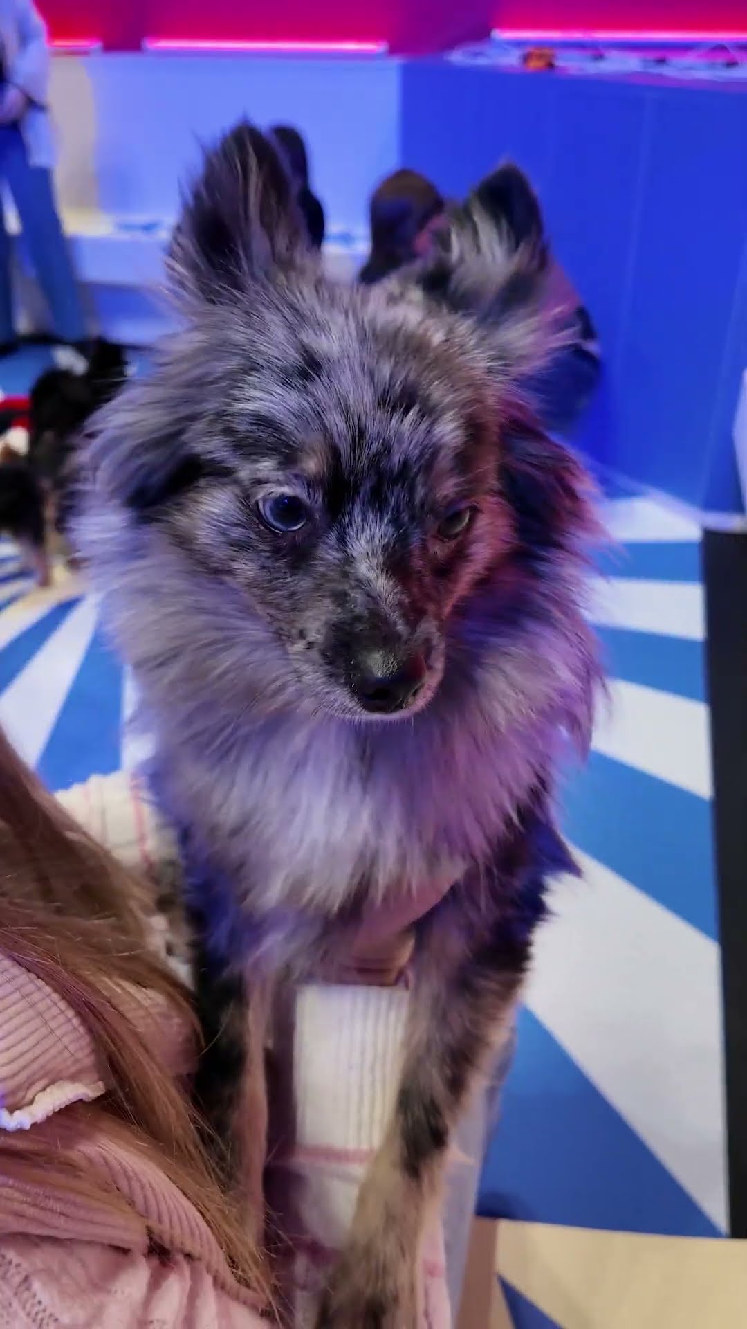 Assistant Plays with All of the Puppies At Toy Fair #FamilyFun #FunnyDogs