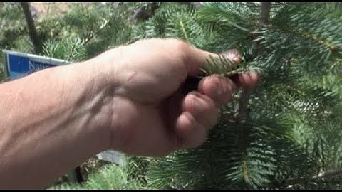 Native  White Fir Trees
