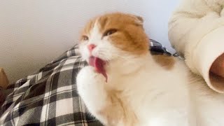 飼い主のひざの上で毛づくろいする猫　ASMR