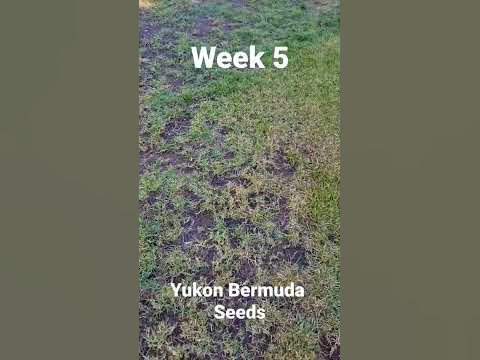 Results from week 5 of growing yukon bermuda grass - YouTube