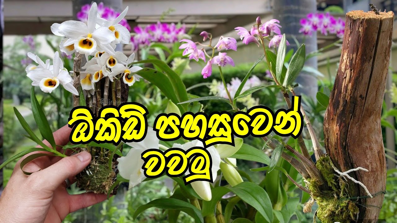 ඕකිඩ් වවන්න ලේසිම ක්‍රමය 🤩 | planting orchids in coconut husk  | govi gedara