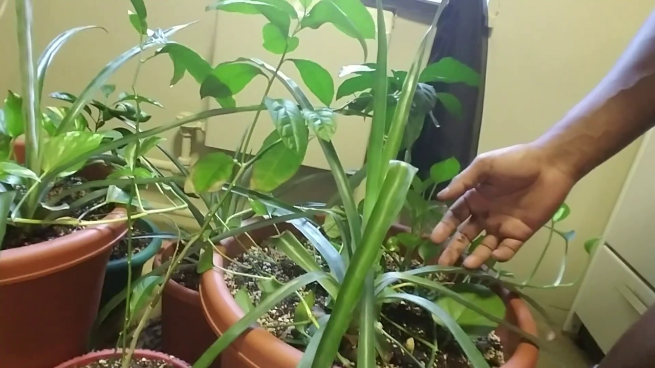 Pineapple plant indoors 