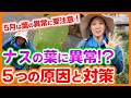 家庭菜園や農園のナス栽培で5月はナスの葉に要注意！？葉に異常が出た時の５つの原因と対策！【農家直伝】Tips for growing eggplants in May.