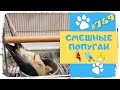 ПРИКОЛЫ С ПОПУГАЯМИ 🐤 Смешные Попугаи 🐣 Funny Parrots #749