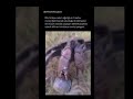 Cangrejo Cocotero ataca rana Coconut Crab attacks frog