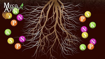 Mycorrhizal Animation