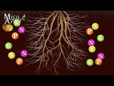 Video: In mycorrhiza de schimmelhyfen?