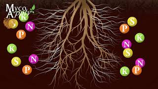 Mycorrhizal Animation