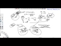 Ischemia and Reperfusion injury