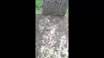 Running a swarm into a Warré hive