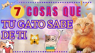 COSAS QUE TU GATO SABE DE TI by LINA CAT 815 views 10 months ago 7 minutes, 8 seconds