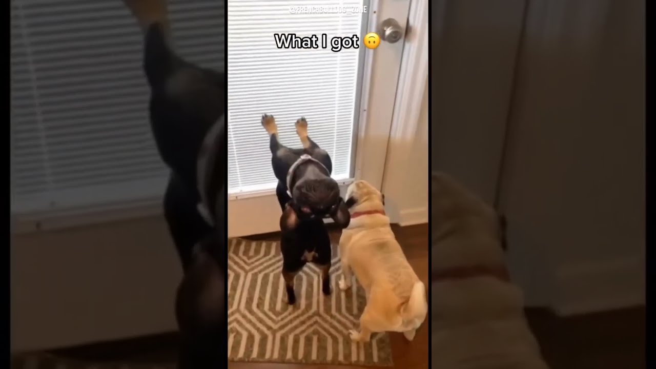 Frenchies Funny French Bulldog Video Shorts Frenchbulldog Frenchbulldogstuff