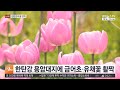 봄꽃 물든 한탄강…국내 최장 출렁다리 인기 / 연합뉴스TV (YonhapnewsTV)
