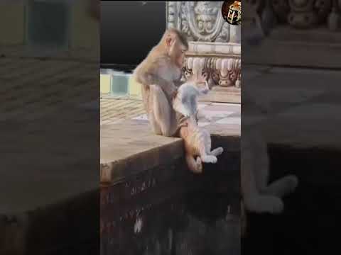 Monkey Cat Funny Video Two Monkeys Doing A Strange Thing