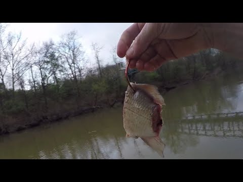 Catching Catfish with Cut WHITE BASS in a FLOODED CREEK 