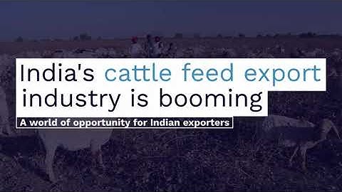 Finding Buyers for Cattle Feed Export from India
