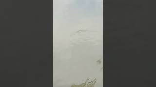 Peldanung Pancing Tenggelam Disambar Ikan