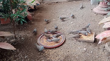 Pulang kerja sudah ditunggu perkutut minta makan