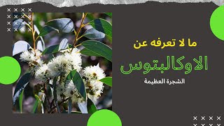 الكافور* الكينا * Eucalyptus  |  ما لا تعرفه عن فوائد شجرة الأوكالبتوس