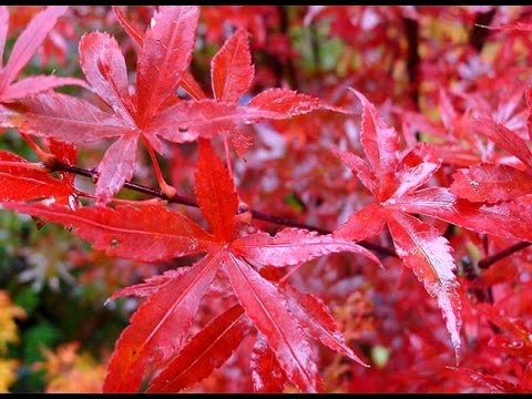 Vidéo: Comment faire pousser un érable - Informations sur l'entretien des érables