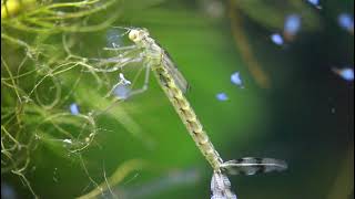 Short Shots #2 Damselfly Nymphs Feeding