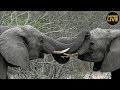 safariLIVE - Sunrise Safari - October 29, 2018