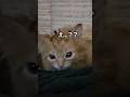 赤ちゃん猫の顔がぐちゃぐちゃになった理由