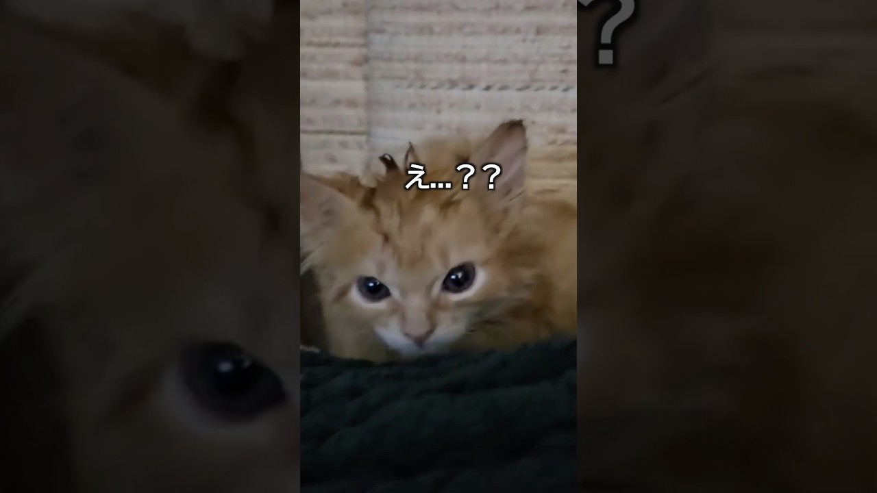 赤ちゃん猫の顔がぐちゃぐちゃになった理由
