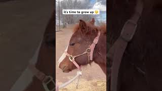 TAKING HER AWAY FROM MAMA #shorts  #babyanimals  #horse  #weaningbaby