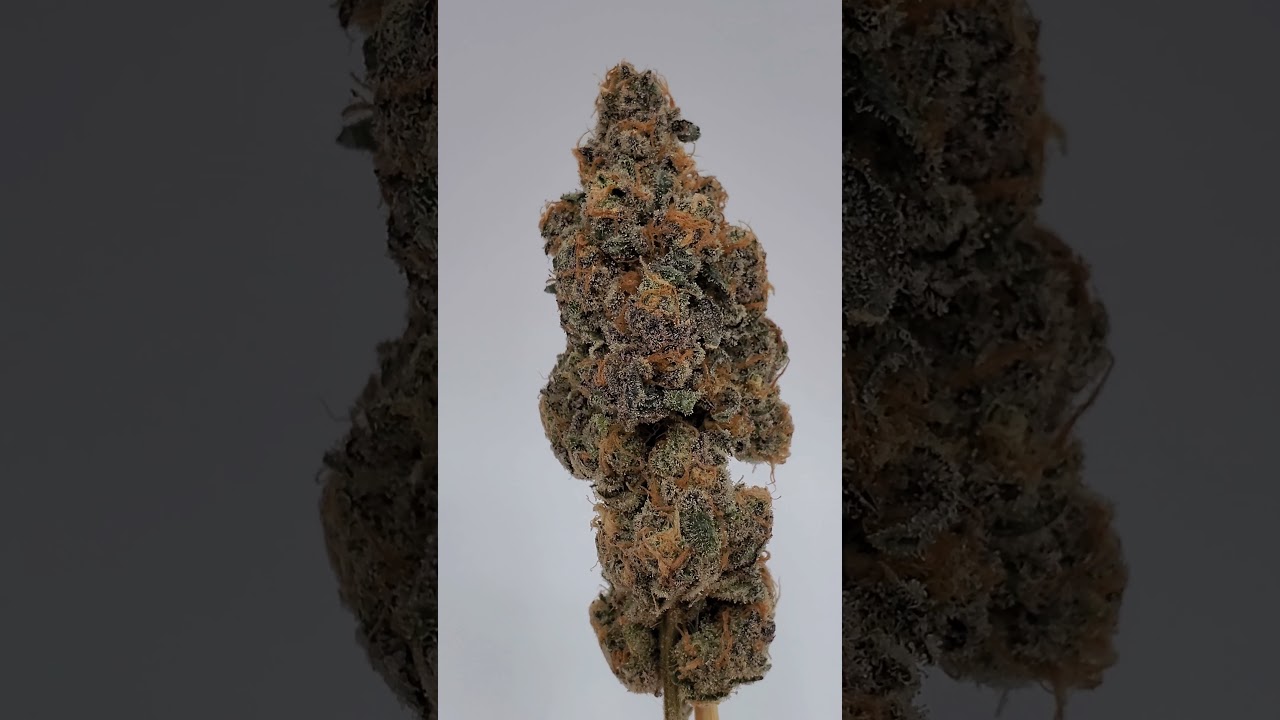 Bananacane 🍌- Bluenana x Slurricane #23- Inhouse Genetics- WTF Cannabis