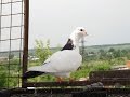 Бакинские бойные голуби / Baku Tumblers (Артур , Саранск, Россия )