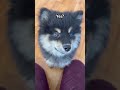 Yes? 🐾 Bambi the Finnish Lapphund Is Waiting for You #dog #puppy #cutedog #dogshorts #cute #pets